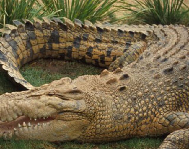 Los cocodrilos que vivieron hace 200 millones de años eran vegetarianos