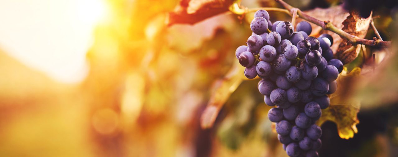 Según un relevamiento, el 60% de los empresarios de uvas y aceitunas de Cuyo cobran su producción 103 días tarde