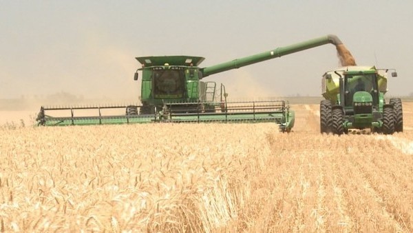 Vino la demanda internacional de trigo a la Argentina: ¿Podrá el país abastecer a estos mercados en el futuro?