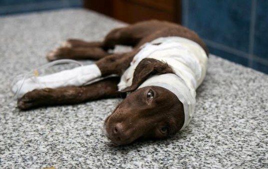 Avanza en el Congreso el proyecto que castiga el maltrato animal con prisión efectiva