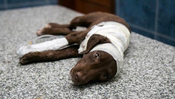 Avanza en el Congreso el proyecto que castiga el maltrato animal con prisión efectiva