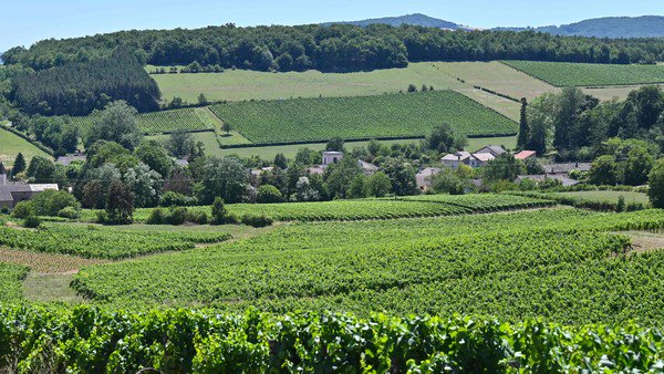 Chardonnay: el pueblo del vino blanco que quiere más turistas