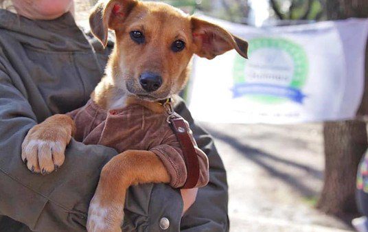En Quilmes fomentan la adopción de mascotas con encuentros todos los meses