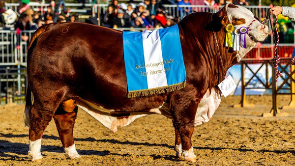 Exposición Rural 2019: qué cualidades deben tener los animales para consagrarse Grandes Campeones