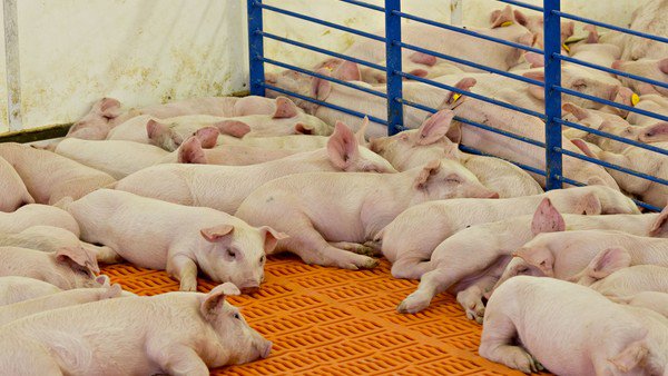 Proyectan que el consumo de cerdo en el país alcanzará los 25 kilos por habitante hacia 2025