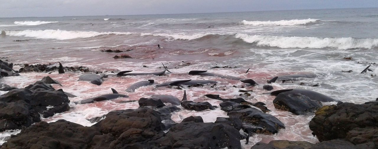 Desgarrador: mueren 20 ballenas piloto en Islandia