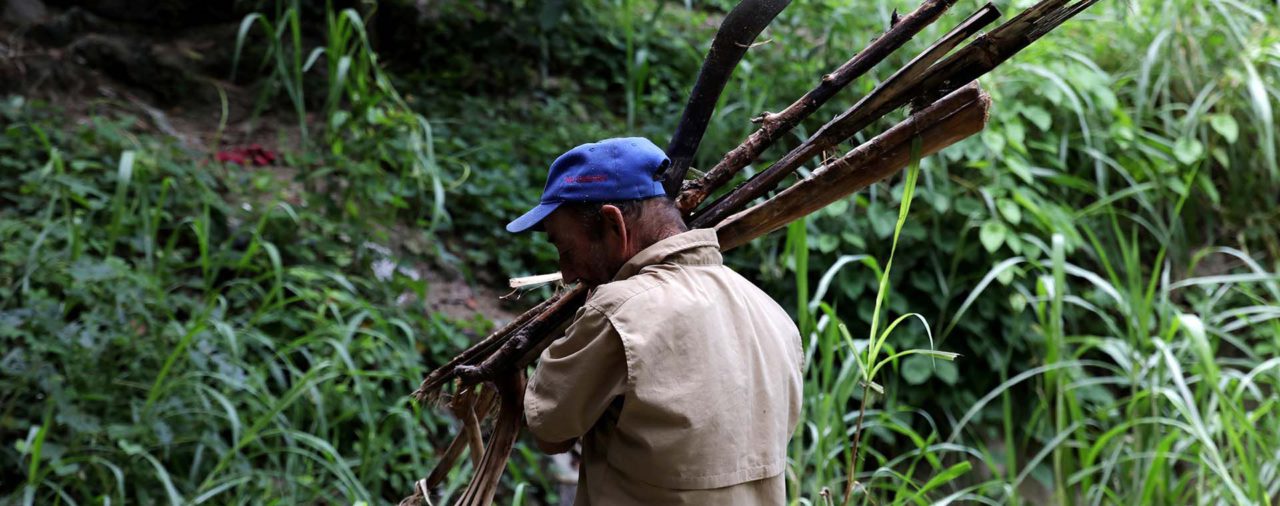 La falta de gas obliga a los venezolanos a talar árboles en el parque nacional Henri Pittier