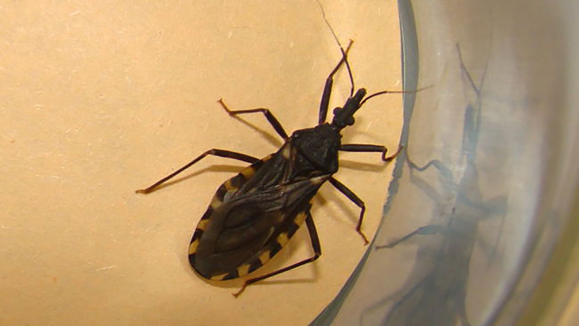 La vinchuca es el vector que transmite la enfermedad de Mal de Chagas (OMS)