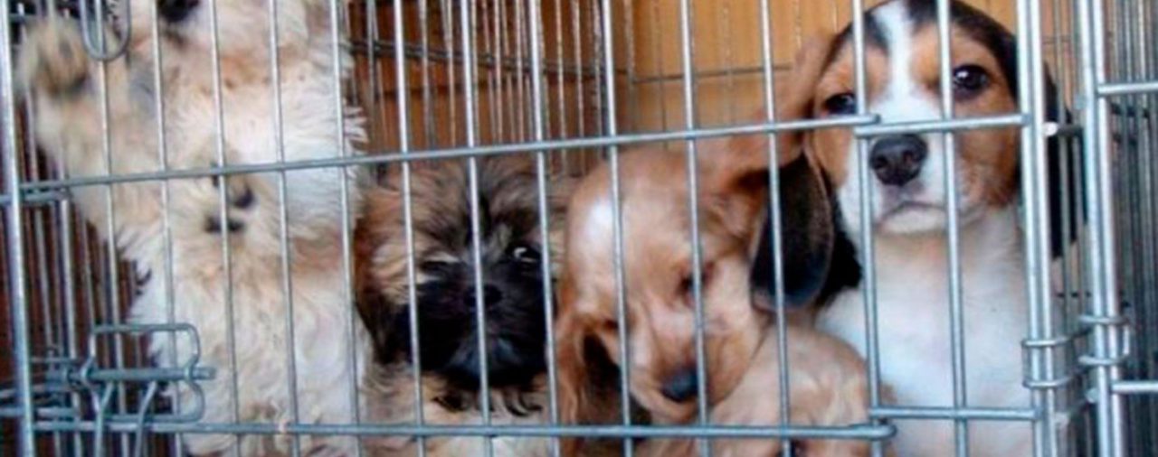 Buscan prohibir la exhibición de mascotas en las vidrieras de las veterinarias de la Ciudad
