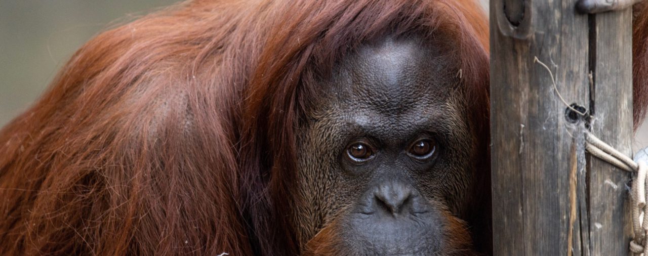Cómo fue el último día de la orangutana Sandra en el Ecoparque porteño