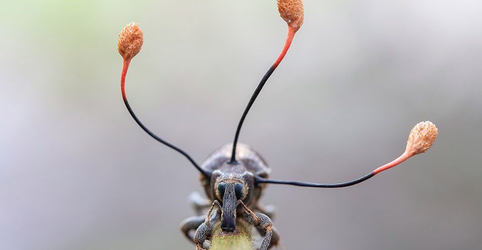 La sorprendente foto de un "hongo zombie" que invadió a un escarabajo