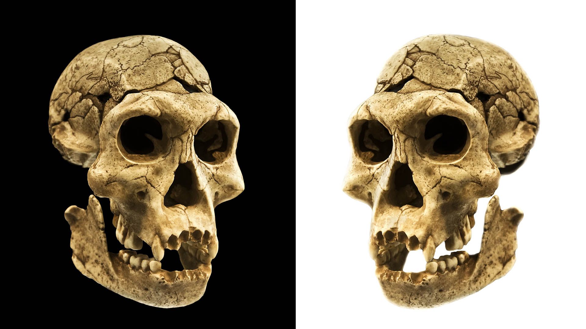 El resultado más importante de este hallazgo es el patrón geográfico de expansión de las poblaciones humanas posibilitado por los cambios climáticos que ocurrieron a lo largo de la evolución (Shutterstock)
