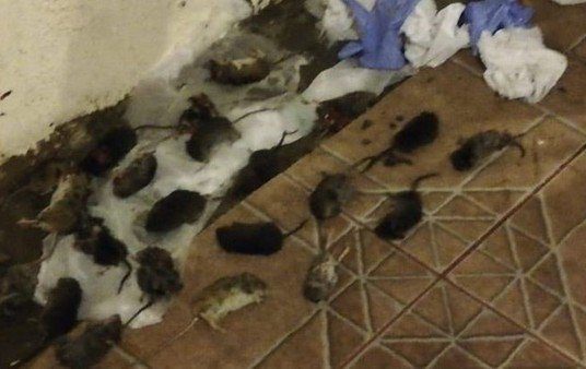 Invasión de ratas en la cordillera patagónica: cierran accesos a lagos y hay preocupación