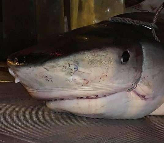 Un turista británico fue devorado por un tiburón: encontraron su mano en el estómago del animal