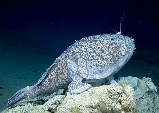 Así es el misterioso pez que descubrieron en el Golfo de México: practica el parasitismo sexual y camina sobre sus aletas
