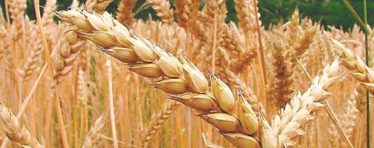 Avanza la cosecha de trigo en la zona núcleo con rendimientos por encima de los proyectados