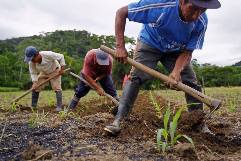 Foto de Archivo: Trabajadores convierten el suelo en un campo de maíz en la Estación Biológica Villa Carmen en Pilcopata, Cusco, 4 de diciembre de 2014. REUTERS / Enrique Castro-Mendivil