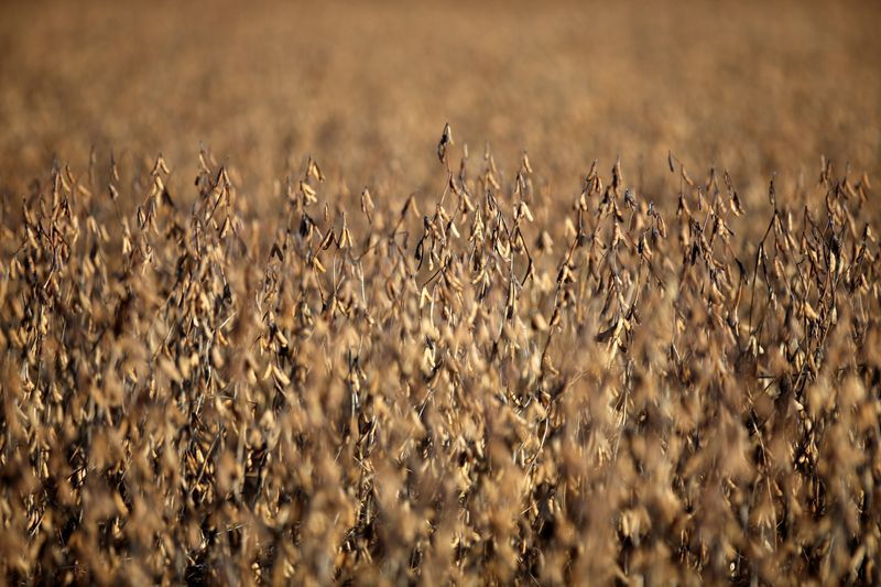 Foto de archivo: imagen de plantación de soja en la localidad de Carlos Casares, Argentina. 16 abr, 2018. REUTERS/Agustin Marcarian