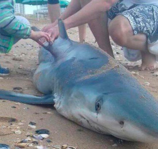 Tres tiburones aparecieron en las costas de Monte Hermoso y asustaron a decenas de turistas