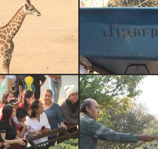 Zoológico mexicano presenta a una jirafa bebé