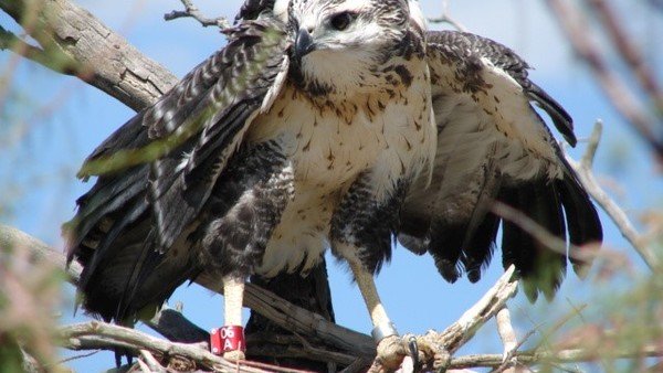 Capacitan a productores para proteger al águila coronada, una especie en grave riesgo