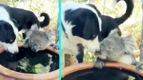 Conmovedor: la amistad entre un perro y un koala en medio de los incendios