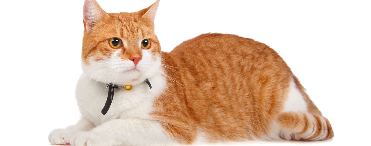 Qué es el coronavirus felino y cuales síntomas que podría presentar tu gato