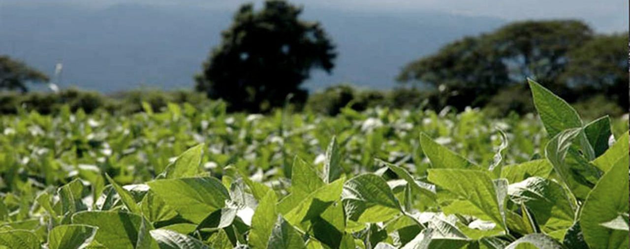 En Córdoba, la rentabilidad de producir soja sería casi negativa si el gobierno aumenta las retenciones al 33%