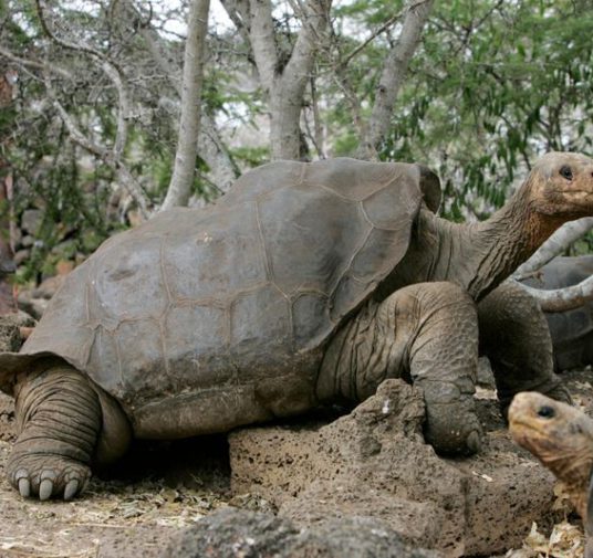 Expedición en Galápagos halla una tortuga pariente de Solitario George