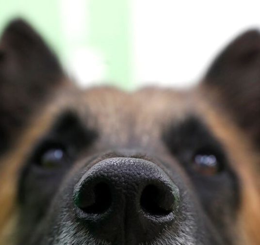 Perros pueden detectar calor con "sensor infrarrojo" en la nariz: estudio