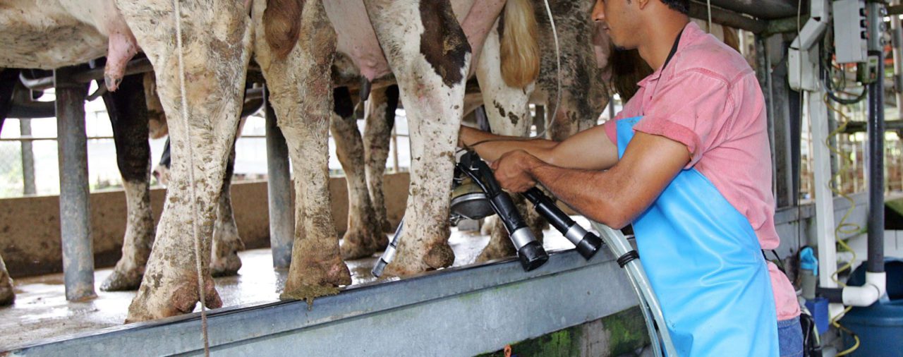 América debe buscar un sector lácteo más verde y productivo tras pandemia