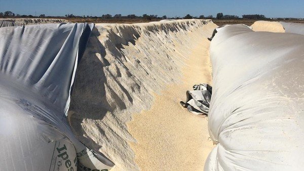 Córdoba: rompieron 5 silo bolsas de maíz en un tambo que estaban destinados para alimentar 500 vacas