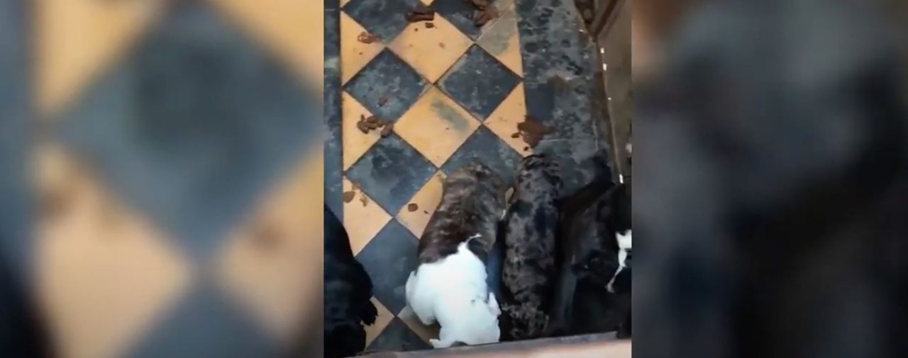 El drama de 22 perros rescatados de un criadero clandestino: vivían hacinados y en pésimas condiciones