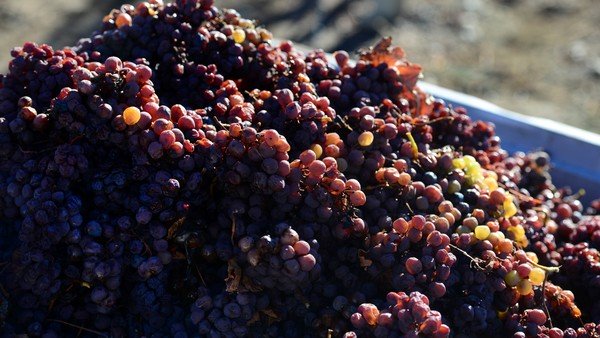 Pese al coronavirus, las exportaciones de vino crecieron más de 50% en el primer semestre