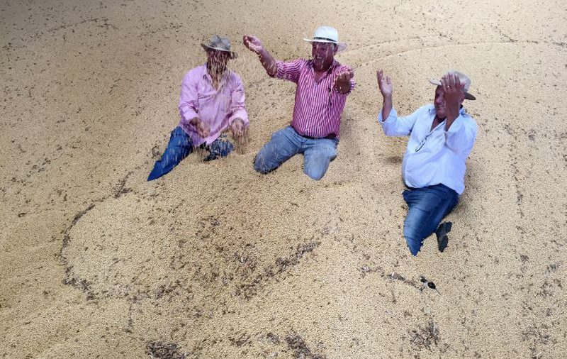 Consultora AgRural prevé mayor área de soja plantada en Brasil y potencial de cosecha récord