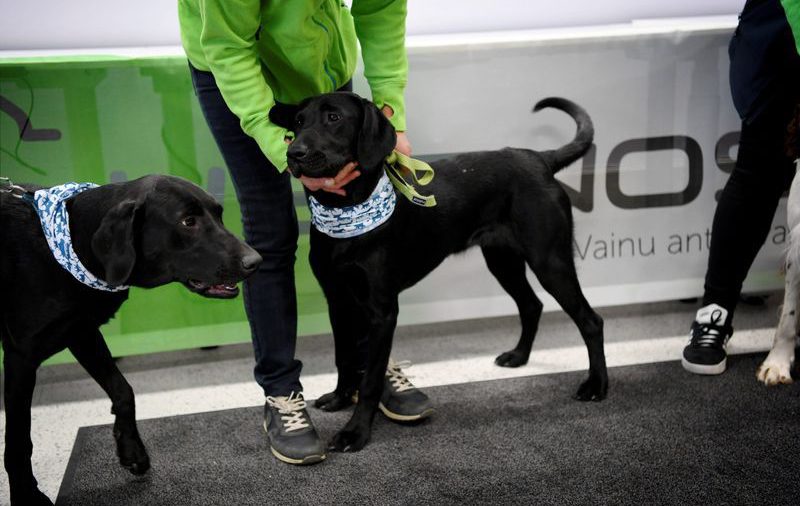 Aeropuerto de Helsinki usa perros para detectar el coronavirus en proyecto piloto