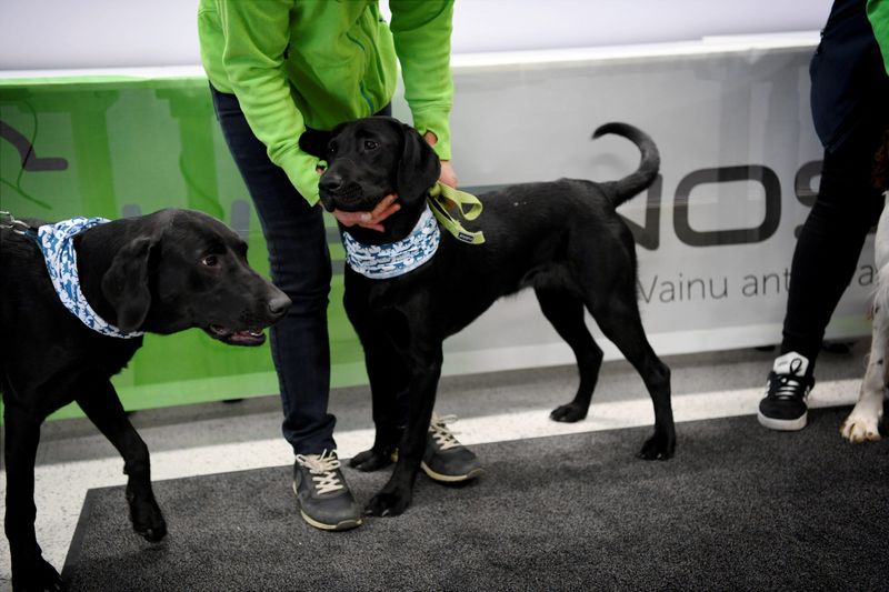 Los perros Miika y Titta, entrenados para detectar el SARS-CoV-2 en los pasajeros que llegan al aeropuerto de Helsinki-Vantaa. Lehtikuva/Antti Aimo-Koivisto via REUTERS