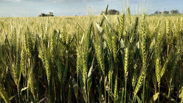 La sequía en los principales países productores impulsa al trigo a valores máximos en seis años en Chicago