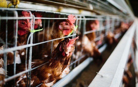 El efecto pandemia golpea al pollo: cayeron las exportaciones y el precio en el mercado interno