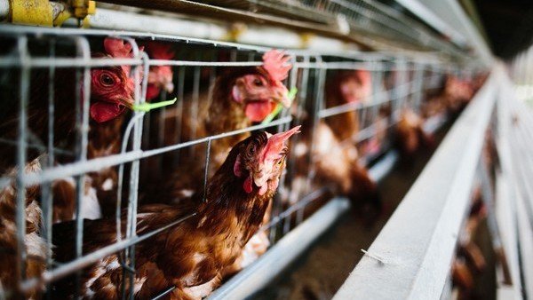 El efecto pandemia golpea al pollo: cayeron las exportaciones y el precio en el mercado interno