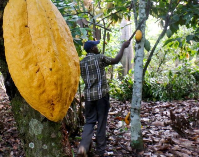 Nuevo Plan Nacional de Renovación de cultivos de cacao beneficiará a 10 mil familias