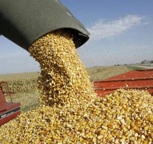 Fuerte rechazo de las entidades agropecuarias al cierre de las exportaciones de maíz