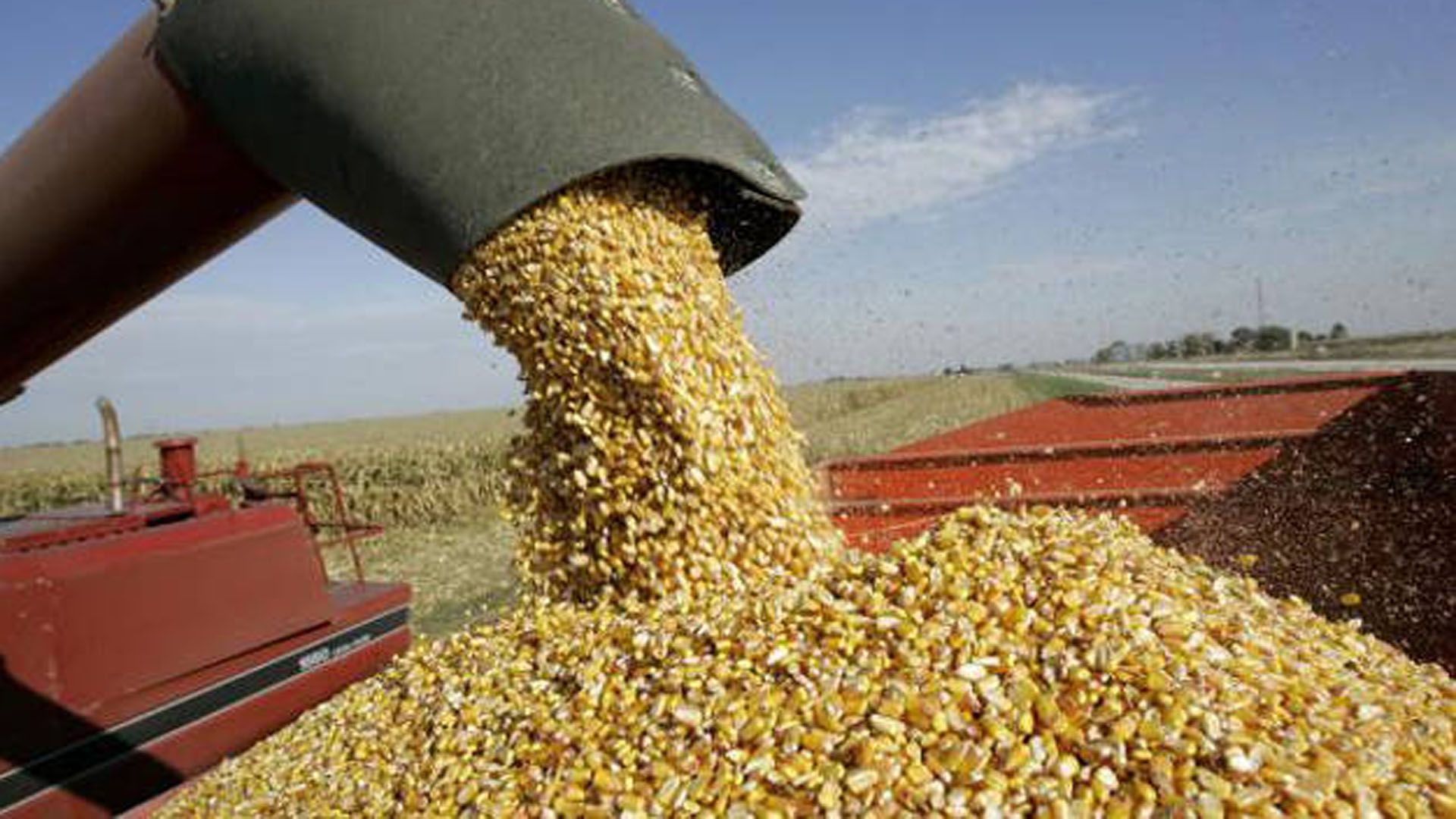 Amplio rechazo a la intervención del gobierno en el mercado de maíz