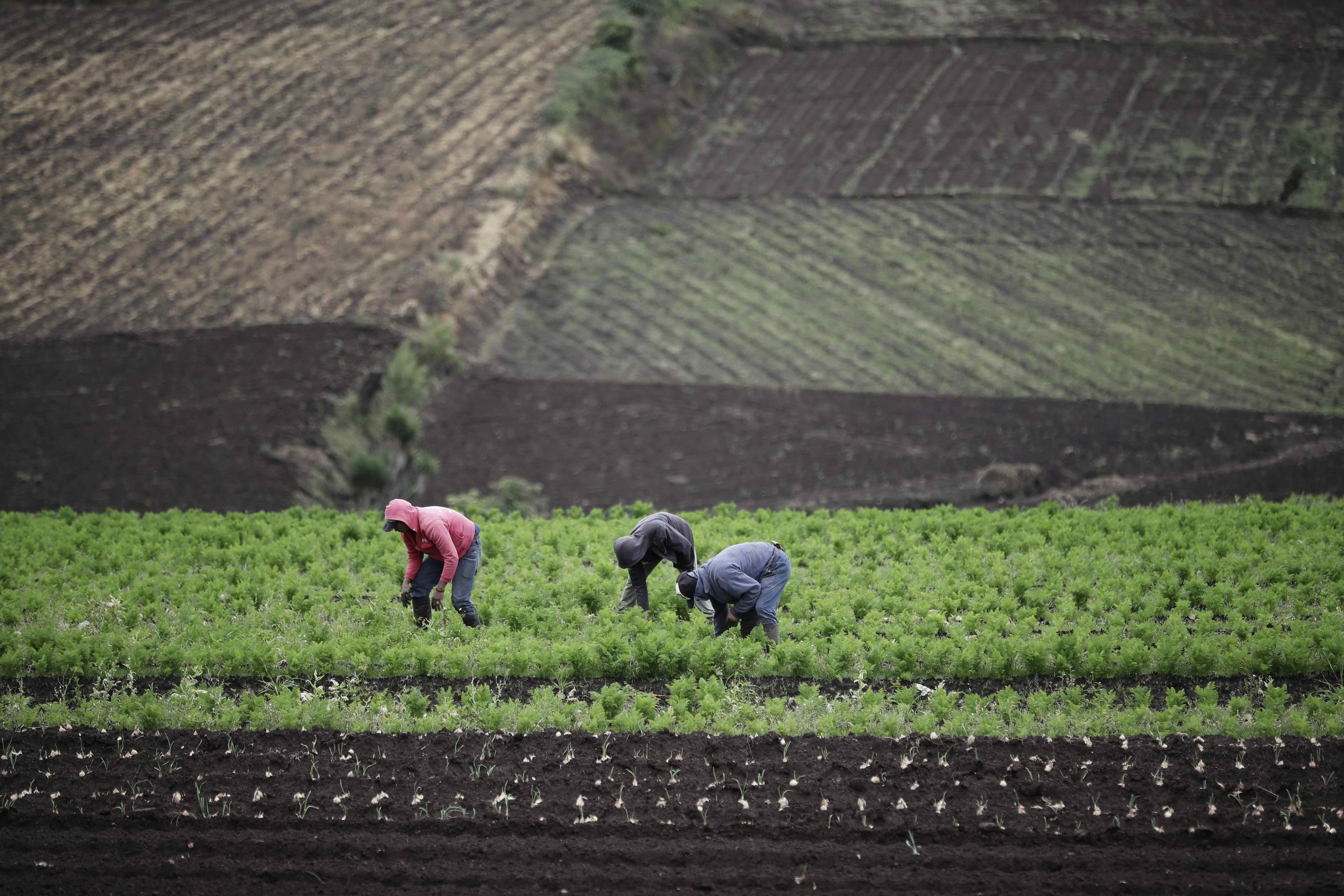 Campesinos trabajan en sus parcelas en la zona de Tierra Blanca de Cartago al este de San José (Costa Rica). EFE/Jeffrey Arguedas/Archivo 