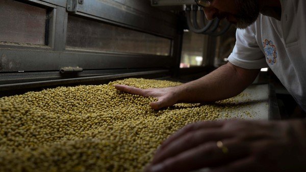 ¿Cuánto cobran los productores argentinos por la soja que cotiza a 515 dólares en el mercado internacional?