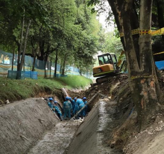 Talarán 16 árboles del parque El Virrey, de los 80 que se tenía previsto intervenir