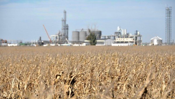 "Argentina pretende ir a contramano": la cadena del maíz pide por la prórroga de la Ley de Biocombustibles