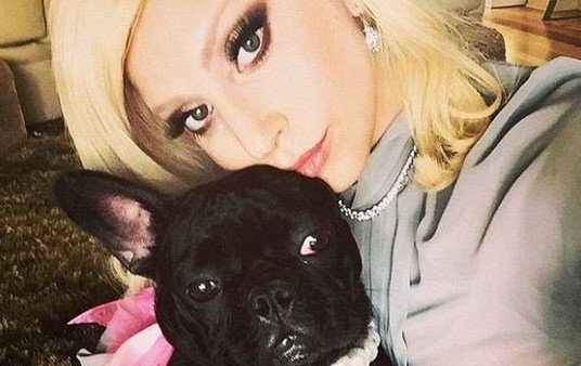 Lady Gaga recuperó sanos y salvos los dos perros que le robaron
