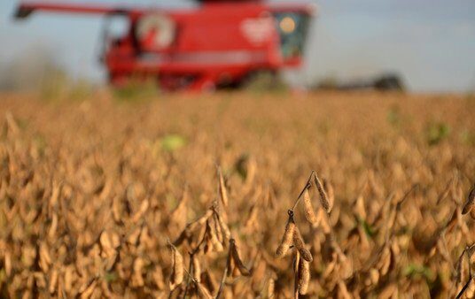 Por los bajos rindes, vuelven a reducir la cosecha de soja: ahora, estiman 43 millones de toneladas