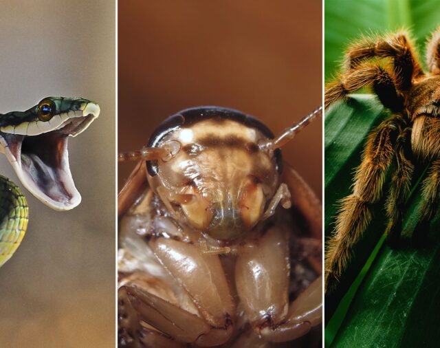 ¿Cucarachas, arañas o serpientes? Psicólogos investigan cuál produce más miedo y llegan a una conclusión sorprendente